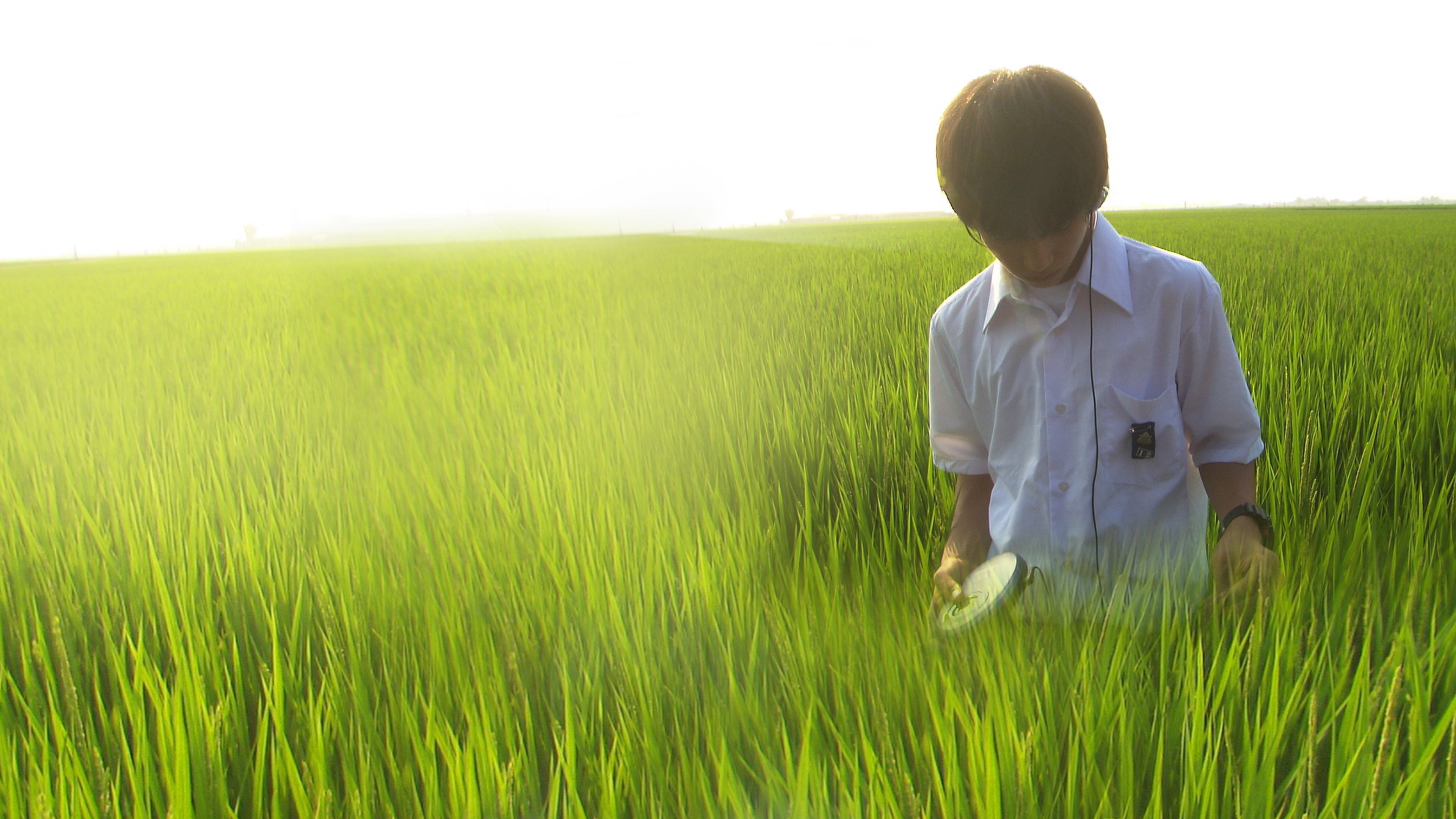 Yuichi standing alone in a sunlit green rice field, listening through headphones